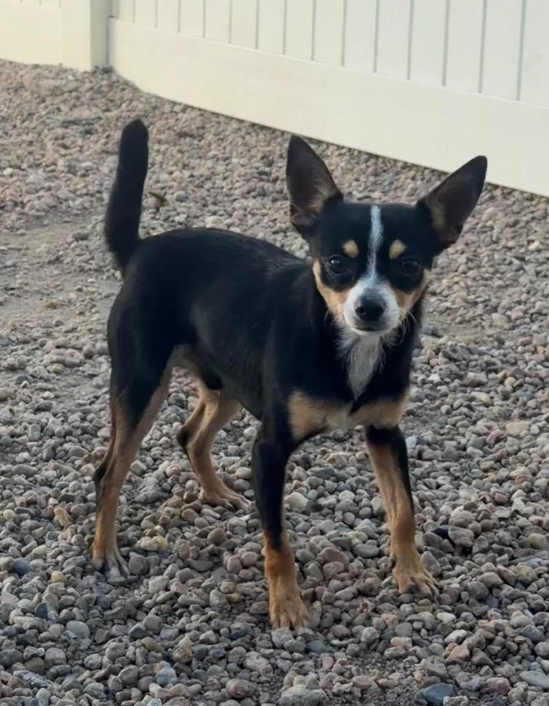 A young small-sized male Tricolor (Brown, Black, & White) Chihuahua dog named Winchester for adoption in Columbus, NE