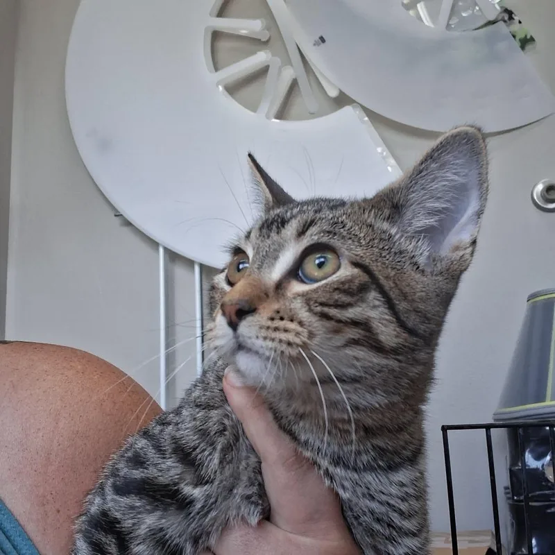 A baby small-sized male Brown / Chocolate Domestic Short Hair cat named Dishrack for adoption in Detroit Lakes, MN