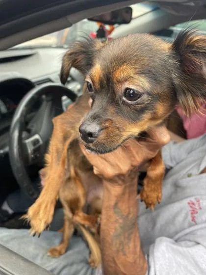 An adult small-sized female Brown / Chocolate Chihuahua dog named Chiquita for adoption in El Paso, TX