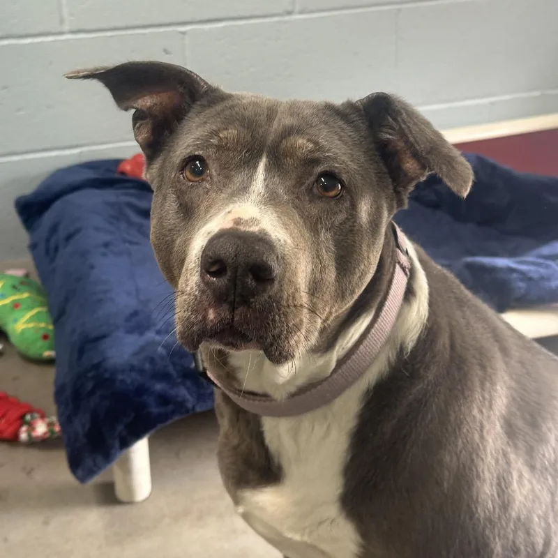 A senior medium-sized female Gray / Blue / Silver Mixed Breed dog named Nova for adoption in Santa Barbara, CA