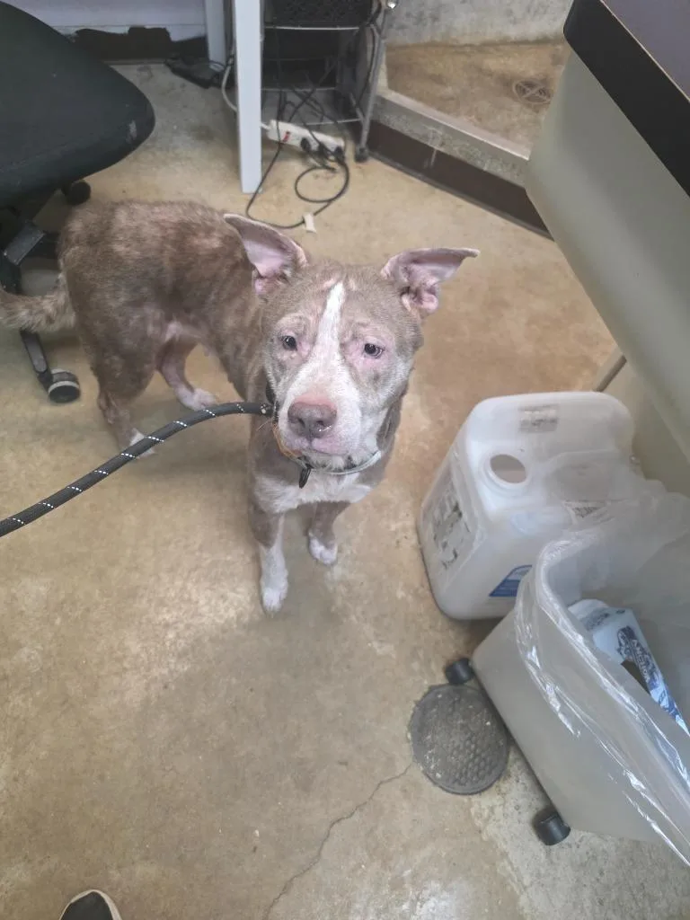 An adult medium-sized female Pit Bull Terrier dog named Nova for adoption in New Braunfels, TX
