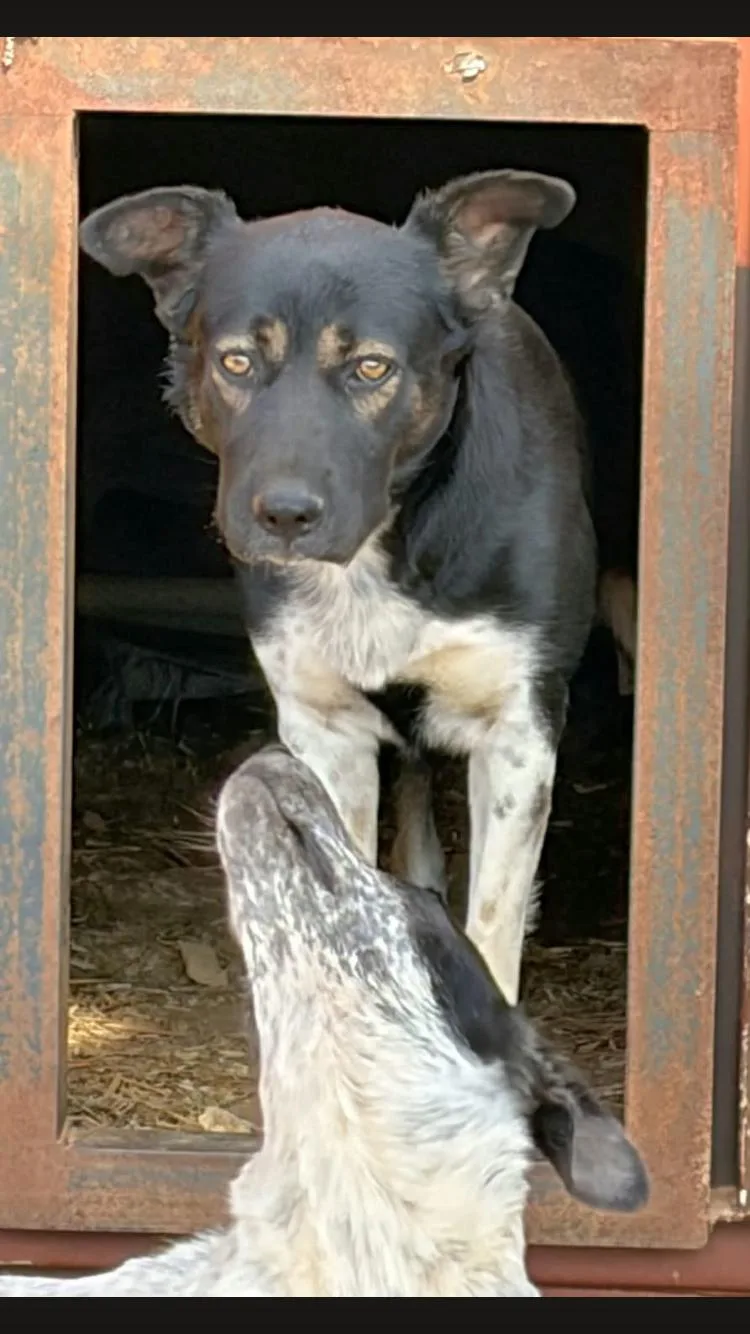 An adult medium-sized female Australian Cattle Dog / Blue Heeler named Tammy for adoption in Paradise, TX
