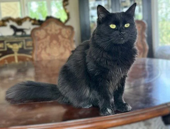 Elvira