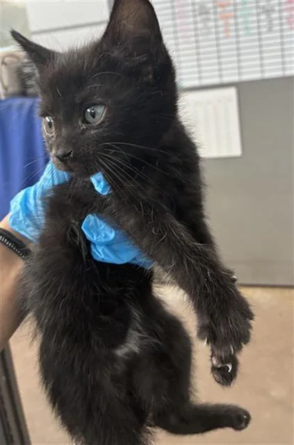 A baby medium-sized female Domestic Short Hair cat named Lady for adoption in Dallas, TX