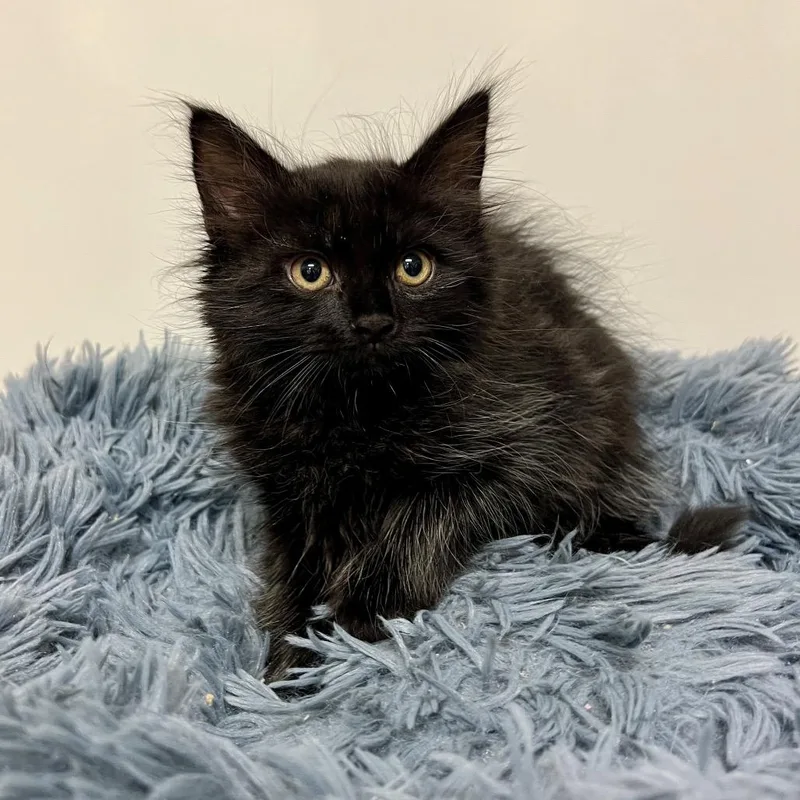 A baby small-sized female Black Domestic Medium Hair cat named Shirley Temple for adoption in East Hampton, NY