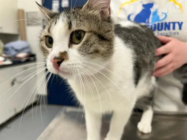 A young small-sized female Domestic Short Hair cat named Lady for adoption in Peoria, IL