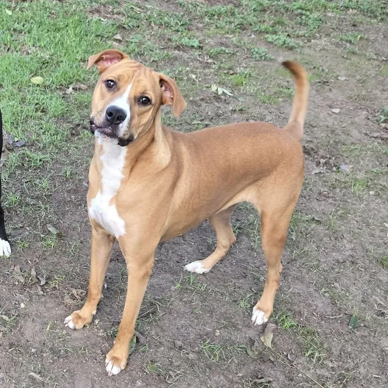 A young medium-sized male Labrador Retriever dog named Frank for adoption in Spring, TX