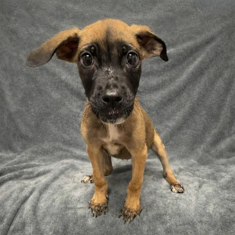 A baby medium-sized male Boxer dog named Kisu for adoption in Brenham, TX
