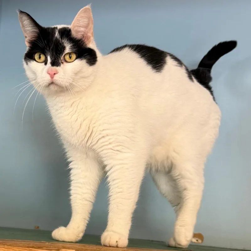 An adult medium-sized female White Domestic Short Hair cat named Stella C for adoption in Elbow Lake, MN