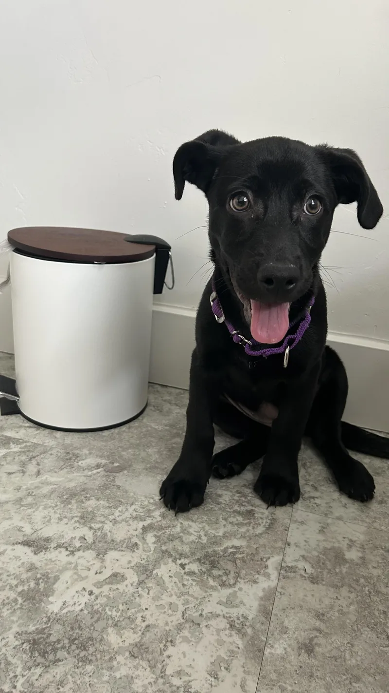 A young medium-sized female Black Labrador Retriever dog named Bayou for adoption in Fruit Heights, UT