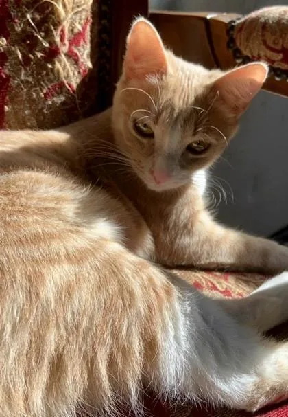 A young medium-sized female Domestic Short Hair cat named Alabama for adoption in Encinitas, CA