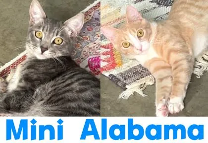 Alabama thumbnail 3