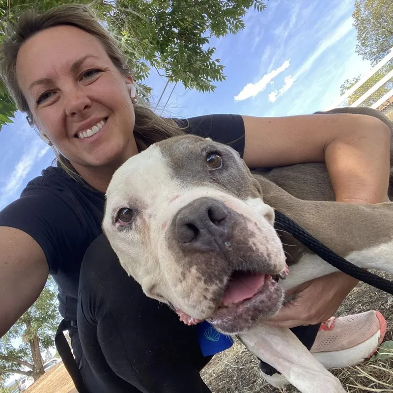 A senior medium-sized male Gray / Blue / Silver Pit Bull Terrier dog named Sun Bum for adoption in Ramona, CA