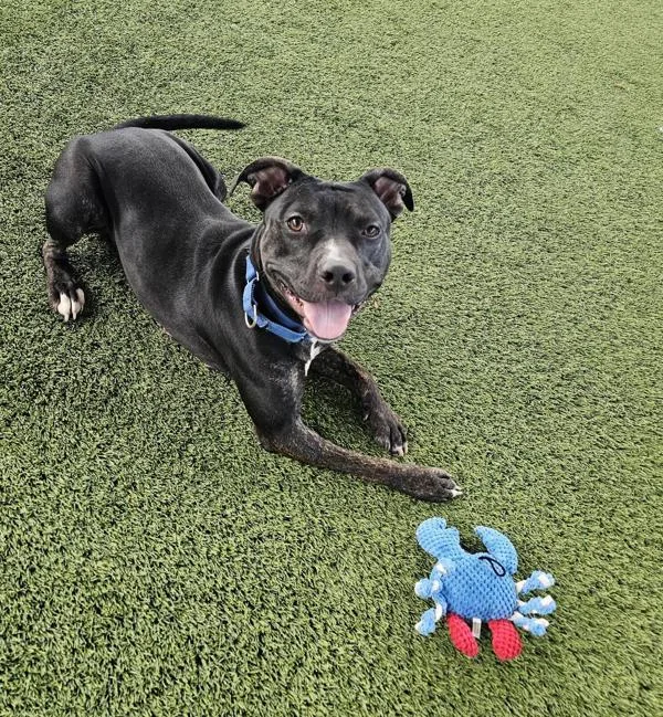 An adult large-sized female Pit Bull Terrier dog named Blackberry for adoption in San Diego, CA