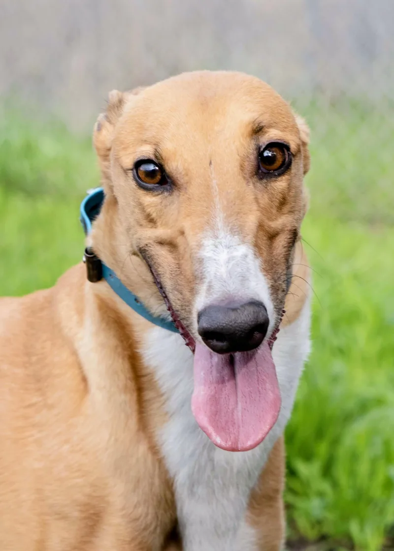 An adult large-sized female Yellow / Tan / Blond / Fawn Greyhound dog named Soli for adoption in Seattle, WA