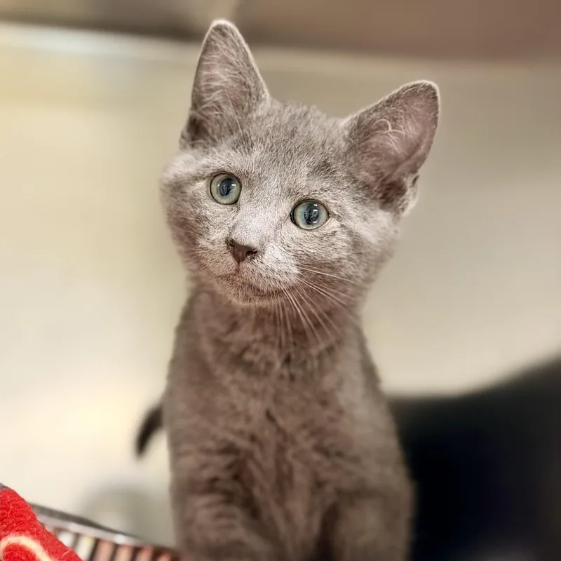 A baby medium-sized female Gray / Blue / Silver Domestic Short Hair cat named Brie for adoption in Jackson, NJ