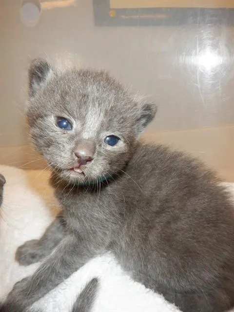 A baby small-sized male Domestic Short Hair cat named Sterling for adoption in San Jose, CA
