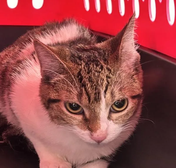 A baby medium-sized female Domestic Short Hair cat named Lacey for adoption in Ridgewood, NY