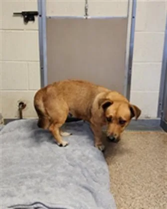 A young medium-sized female Cardigan Welsh Corgi dog named Babs for adoption in Albuquerque, NM