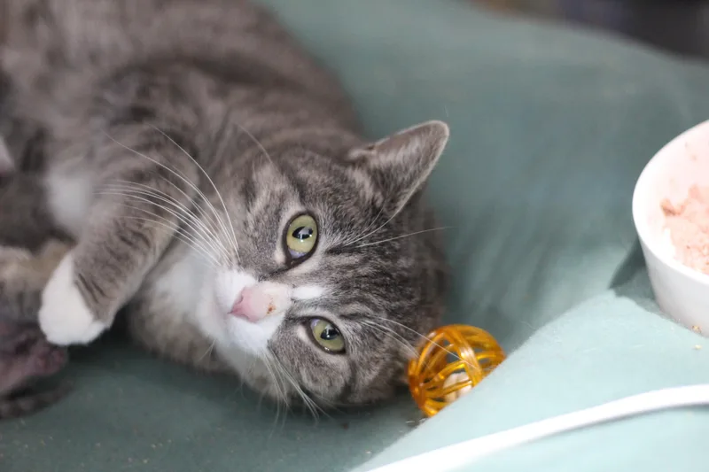 An adult medium-sized female Gray & White Domestic Short Hair cat named Junkyard Queen for adoption in Ottumwa, IA