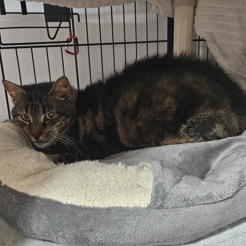 A senior medium-sized female Brown / Chocolate Domestic Short Hair cat named Mabel for adoption in Ridgely, MD