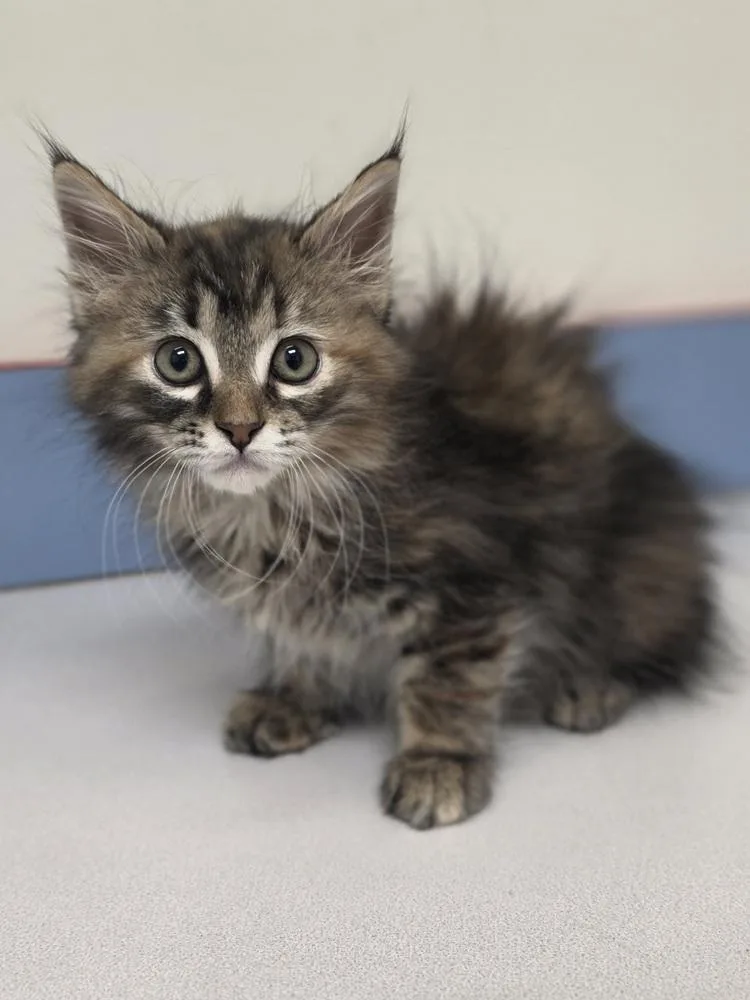 A baby small-sized female Tabby (Brown / Chocolate) Domestic Long Hair cat named Prissy for adoption in Metamora, IL