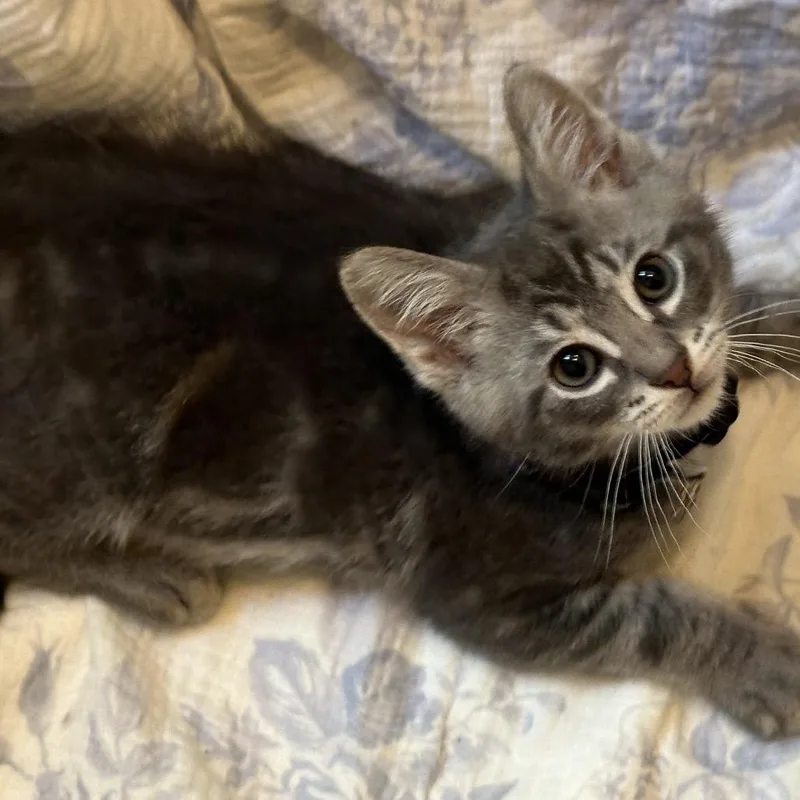 A baby small-sized male Gray / Blue / Silver Domestic Short Hair cat named Palm Tree for adoption in Matteson, IL