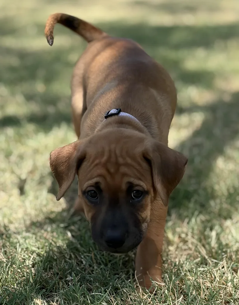 A baby medium-sized female Golden Pit Bull Terrier dog named Boston for adoption in Mansfield, TX