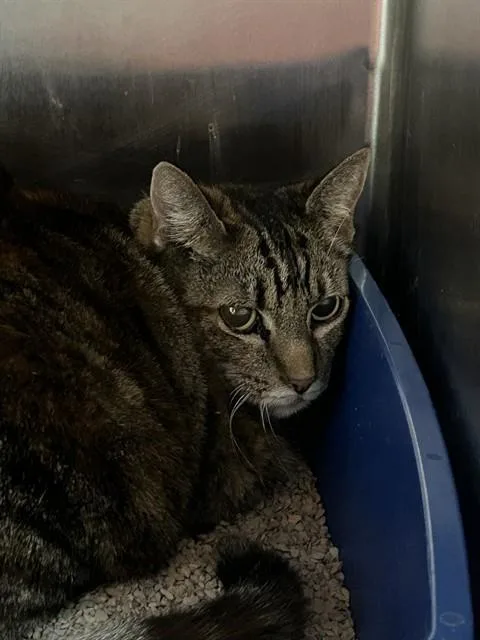 A young large-sized female Domestic Short Hair cat named Dusty for adoption in Martinez, CA