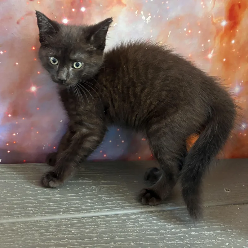 A baby small-sized male Black Domestic Short Hair cat named Willie for adoption in Asheville, NC
