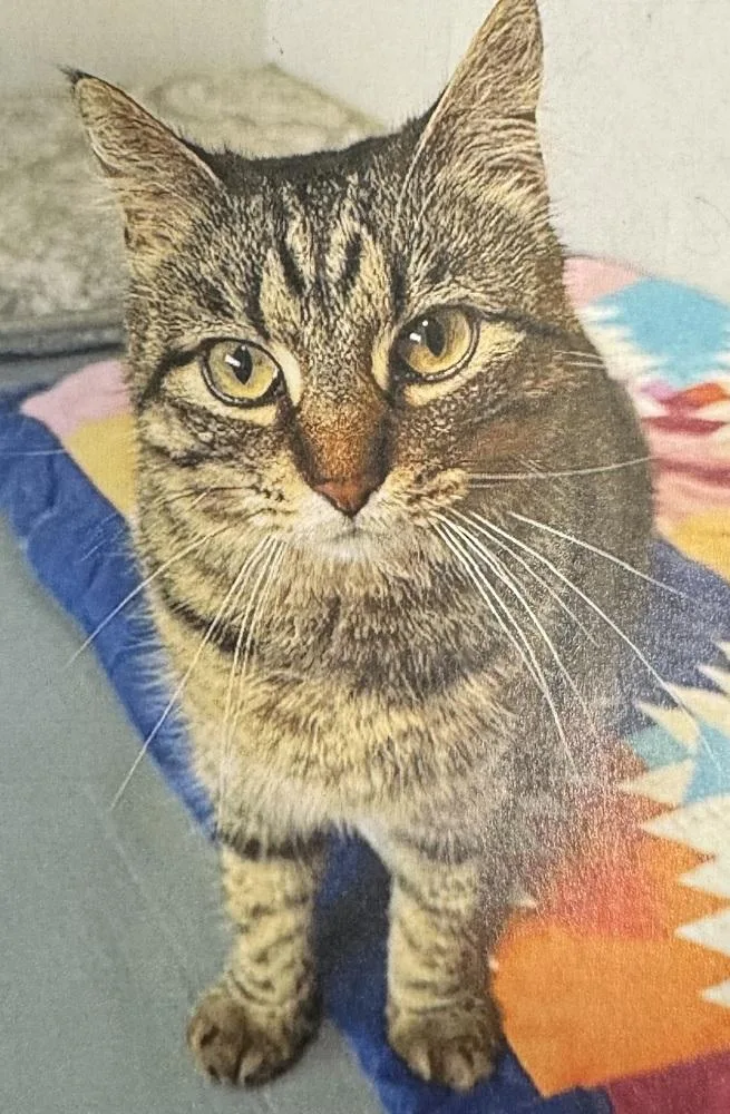 An adult medium-sized female Domestic Short Hair cat named Tiger Lily for adoption in Fort Madison, IA