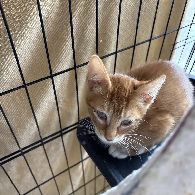 A baby small-sized male Orange / Red Domestic Short Hair cat named Orange for adoption in Webster, TX