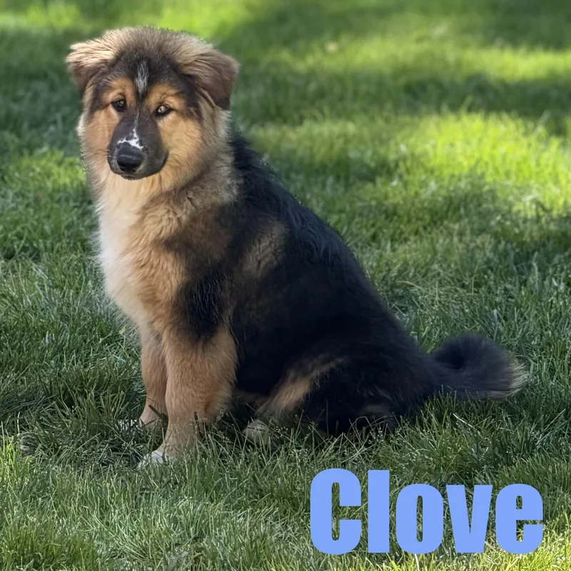 A baby large-sized male Shepherd dog named Clove for adoption in Ellicott City, MD