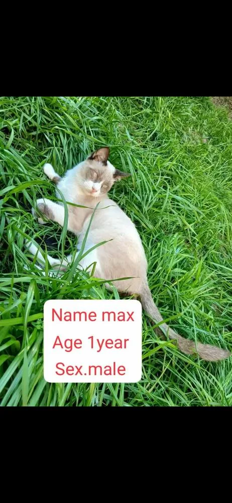 A young medium-sized male Snowshoe cat named Max for adoption in Randolph, MA