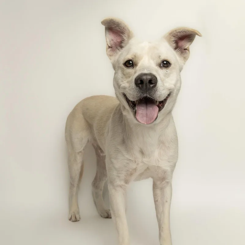 A young large-sized male Labrador Retriever dog named Cheeseburger for adoption in Richardson, TX