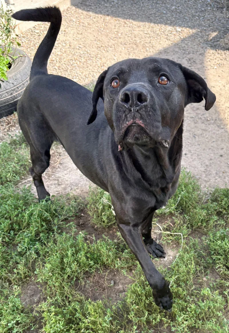 An adult large-sized male Black Labrador Retriever dog named River for adoption in Iowa City, IA