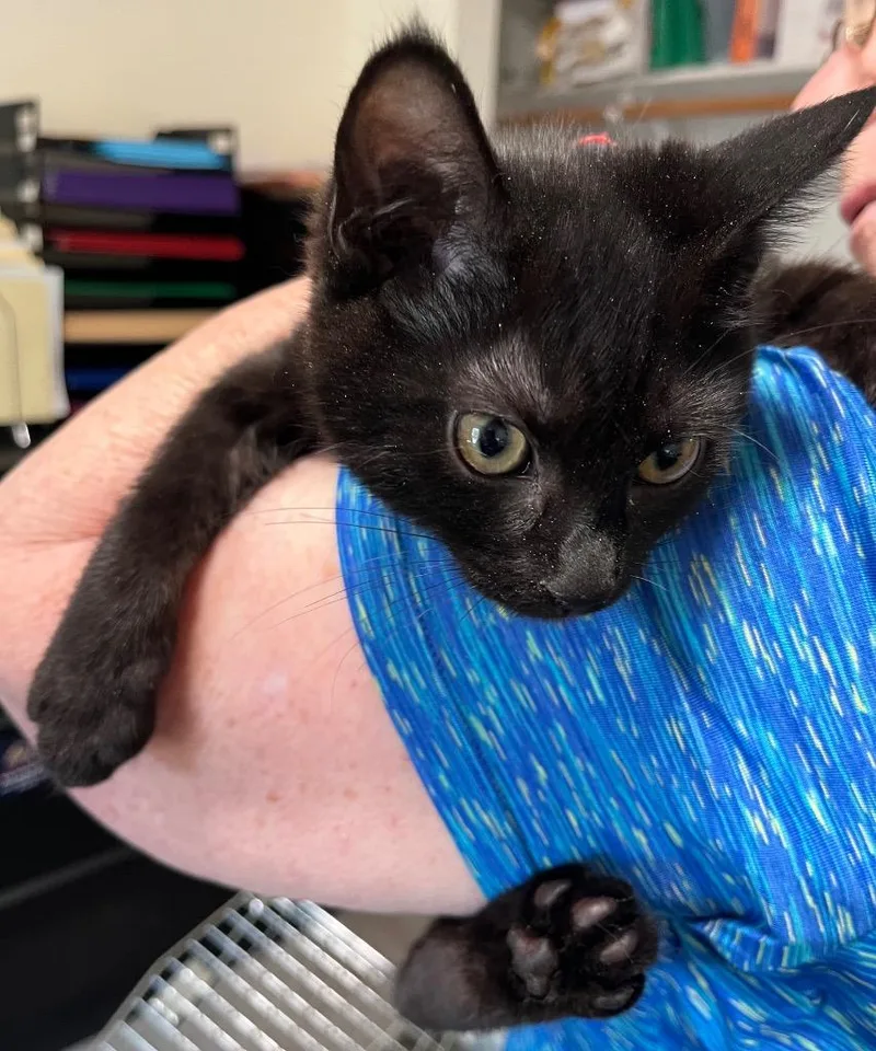 A baby small-sized female Domestic Short Hair cat named Lori for adoption in Thompson Falls, MT