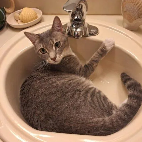 A young medium-sized male Domestic Short Hair cat named Frankie for adoption in Tampa, FL