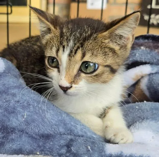 A baby medium-sized male Tabby (Tiger Striped) Domestic Short Hair cat named Cruze for adoption in Grand Prairie, TX
