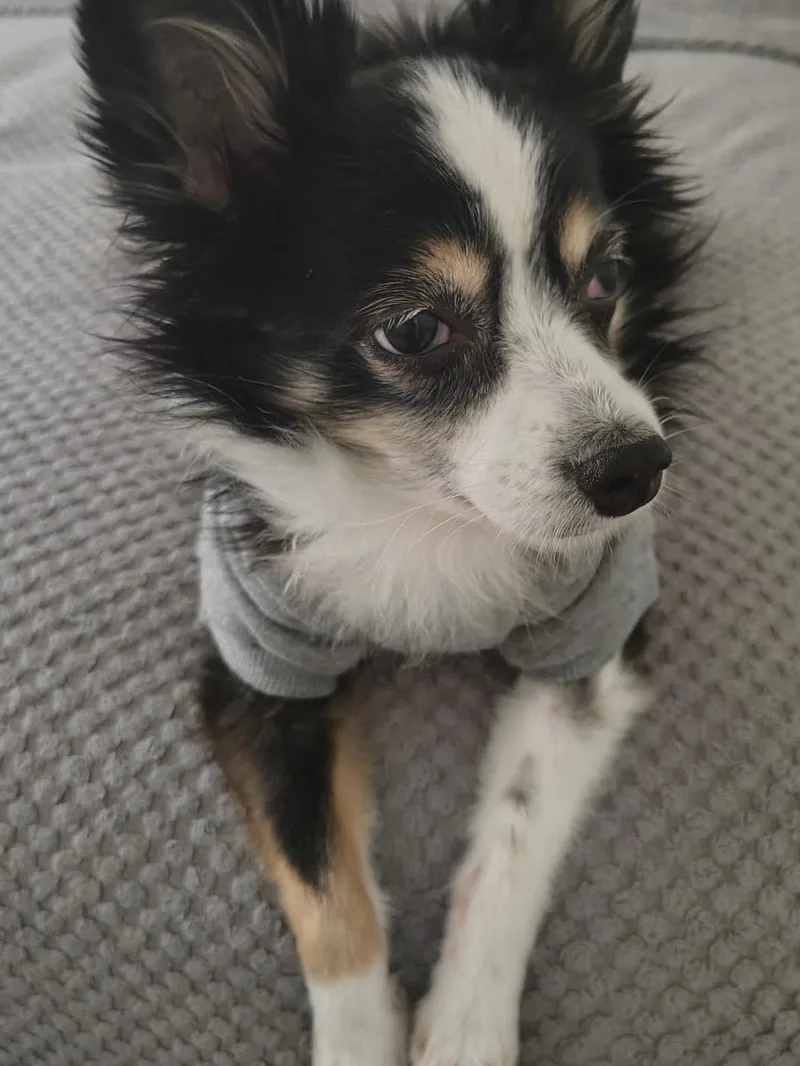 A senior small-sized female Tricolor (Brown, Black, & White) Pomeranian dog named Harley Lady for adoption in Manhattan Beach, CA