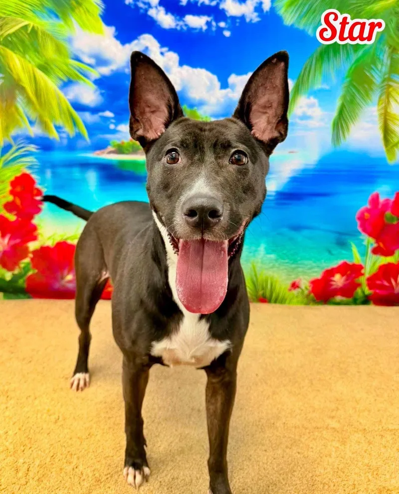 An adult large-sized female Black Mixed Breed dog named Star for adoption in Flint, MI