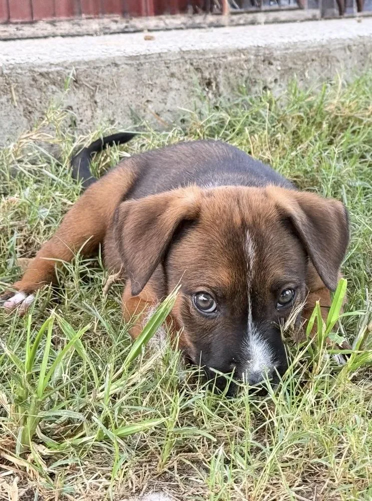 Beignet