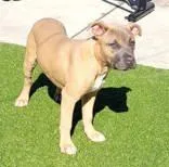 A young medium-sized female Brown / Chocolate Pit Bull Terrier dog named Aeneas for adoption in Commerce, TX