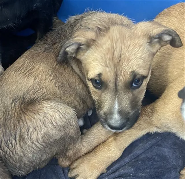 A baby large-sized female Mixed Breed dog named Cutie for adoption in Dallas, TX