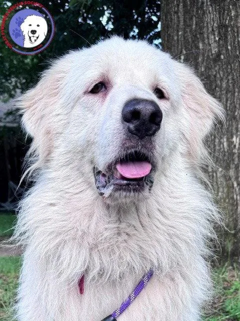 A young large-sized female Great Pyrenees dog named Terrie for adoption in Spring, TX