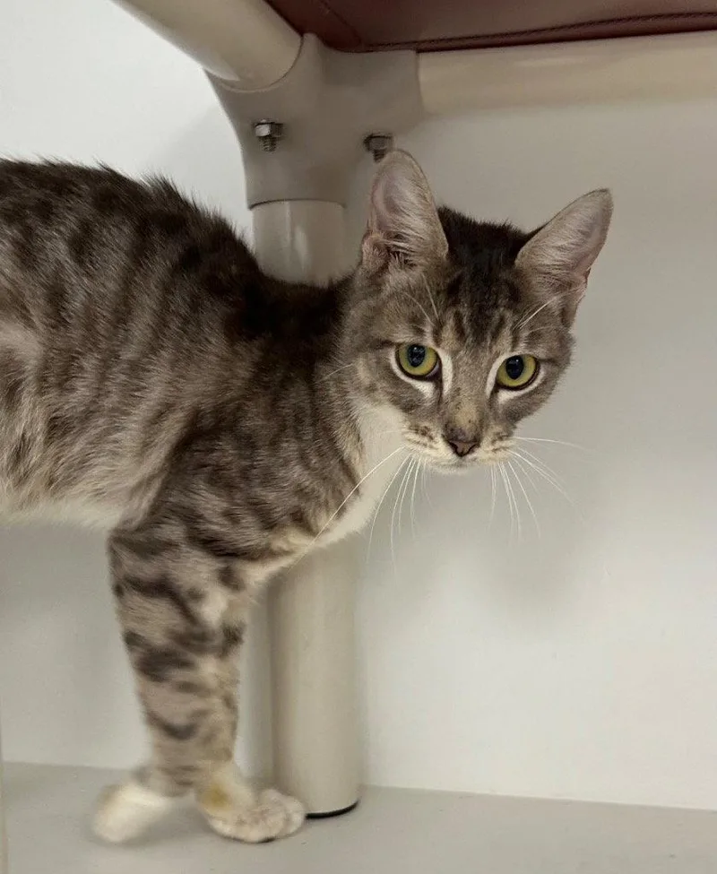 A young medium-sized female Domestic Short Hair cat named Stella for adoption in Tarboro, NC