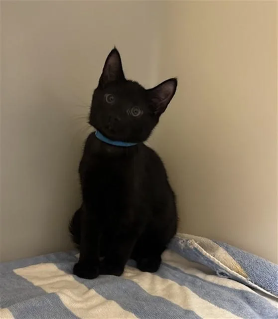 A baby small-sized male Domestic Short Hair cat named Watering Can for adoption in Statesville, NC