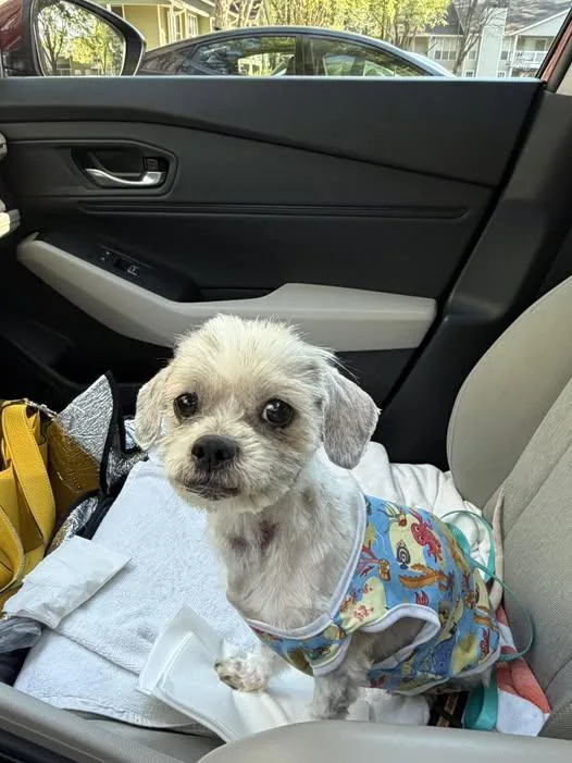 An adult small-sized female Maltese dog named Freya Grace for adoption in Alpharetta, GA