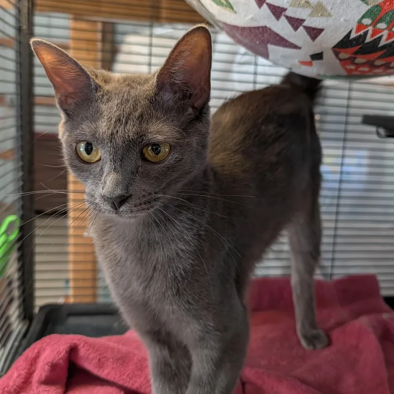 Pretty Girl thumbnail 4