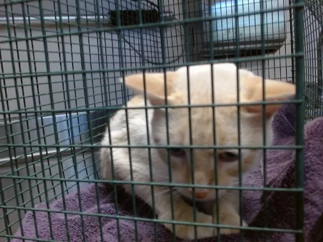 A young large-sized male Domestic Short Hair cat named Bagel for adoption in Sacramento, CA